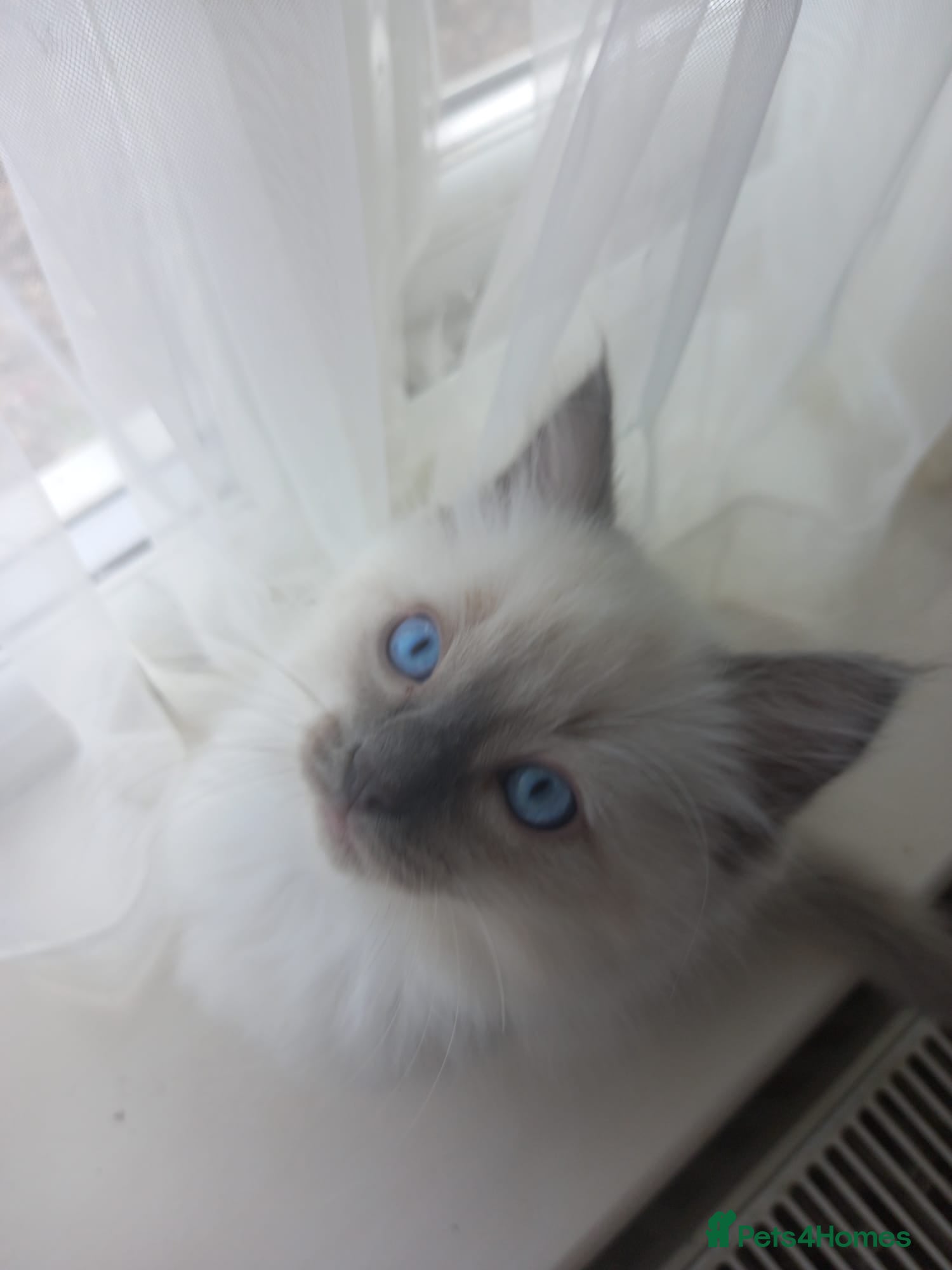 Ragdoll cats for sale: Ragdoll kittens ready 11th June after vet check - Advert 10