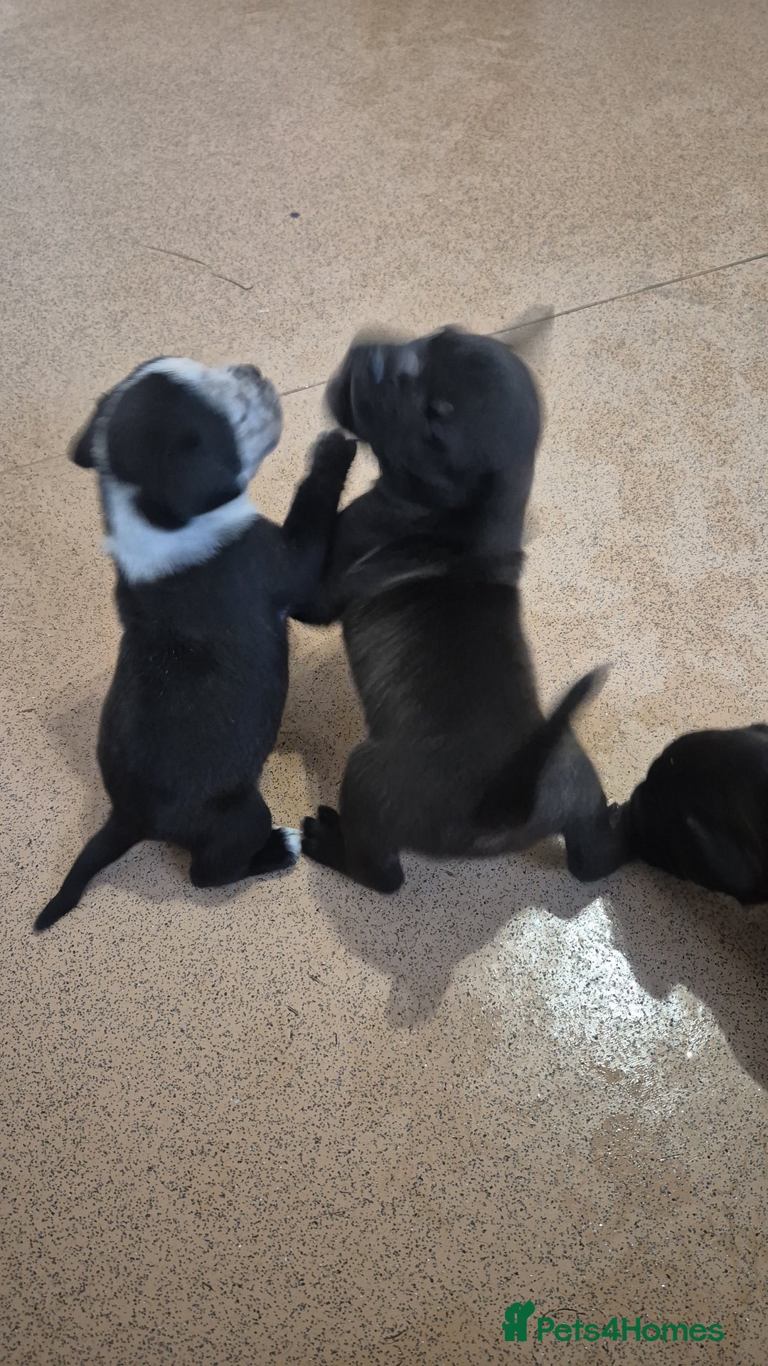 Mixed Breed dogs for sale: Mixed breed puppies - Image 6
