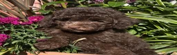 Labradoodle dogs for sale: READY NOW! Mini Labradoodles Health tested parents in Leicester - Advert 10