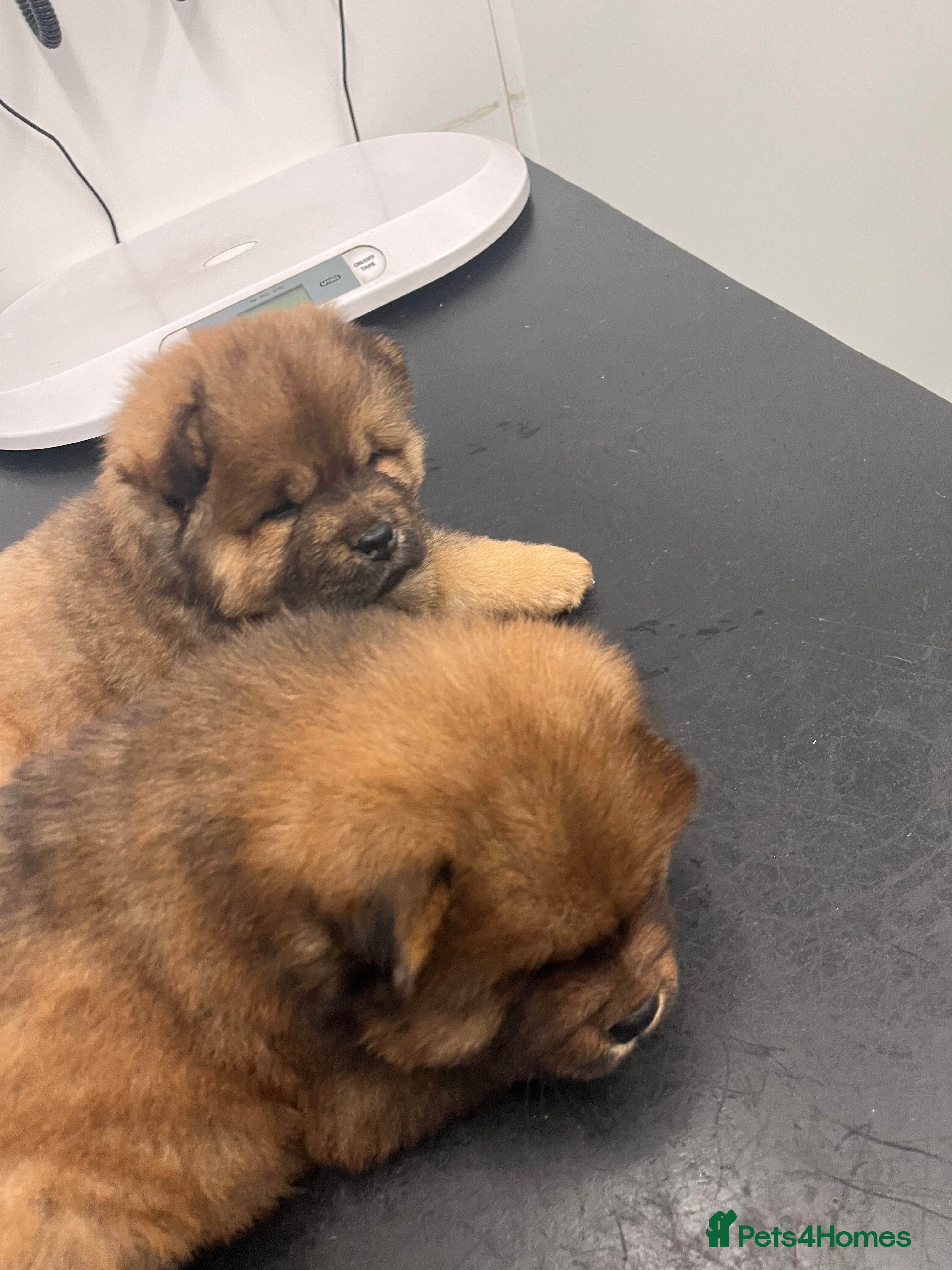 Chow Chow dogs Chow chow pups - Advert 4