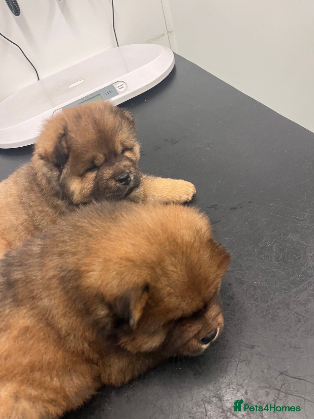 Chow Chow dogs for sale: Chow chow pups - Advert 2