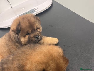 Chow Chow dogs Chow chow pups - Advert 5