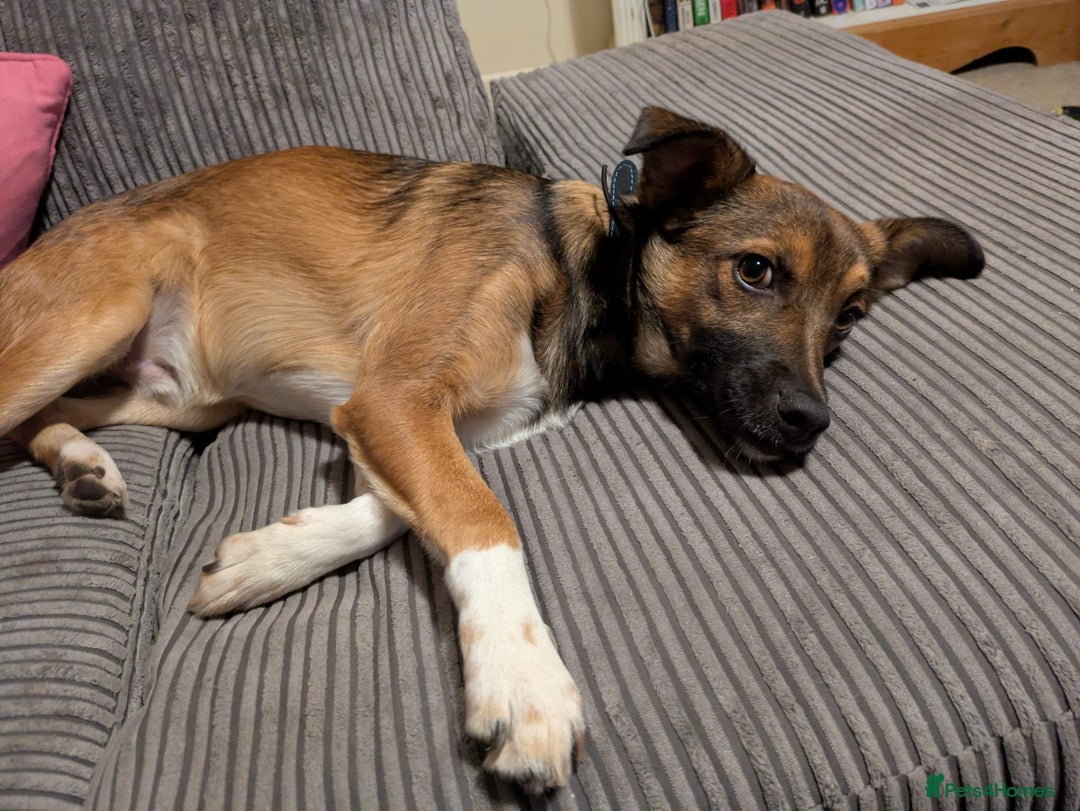 Mixed Breed dogs for adoption: Polo  - Image 10
