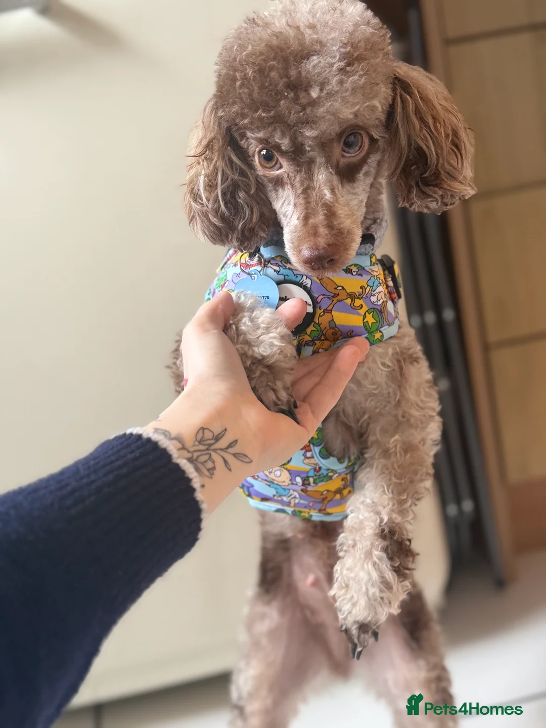 Toy Poodle dogs for sale: Chocolate phantom Merle toy poodle girl - Advert 4