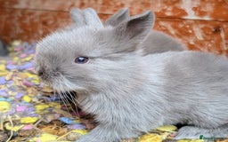 Lionhead rabbits for sale: Lion head baby's  - Image 1