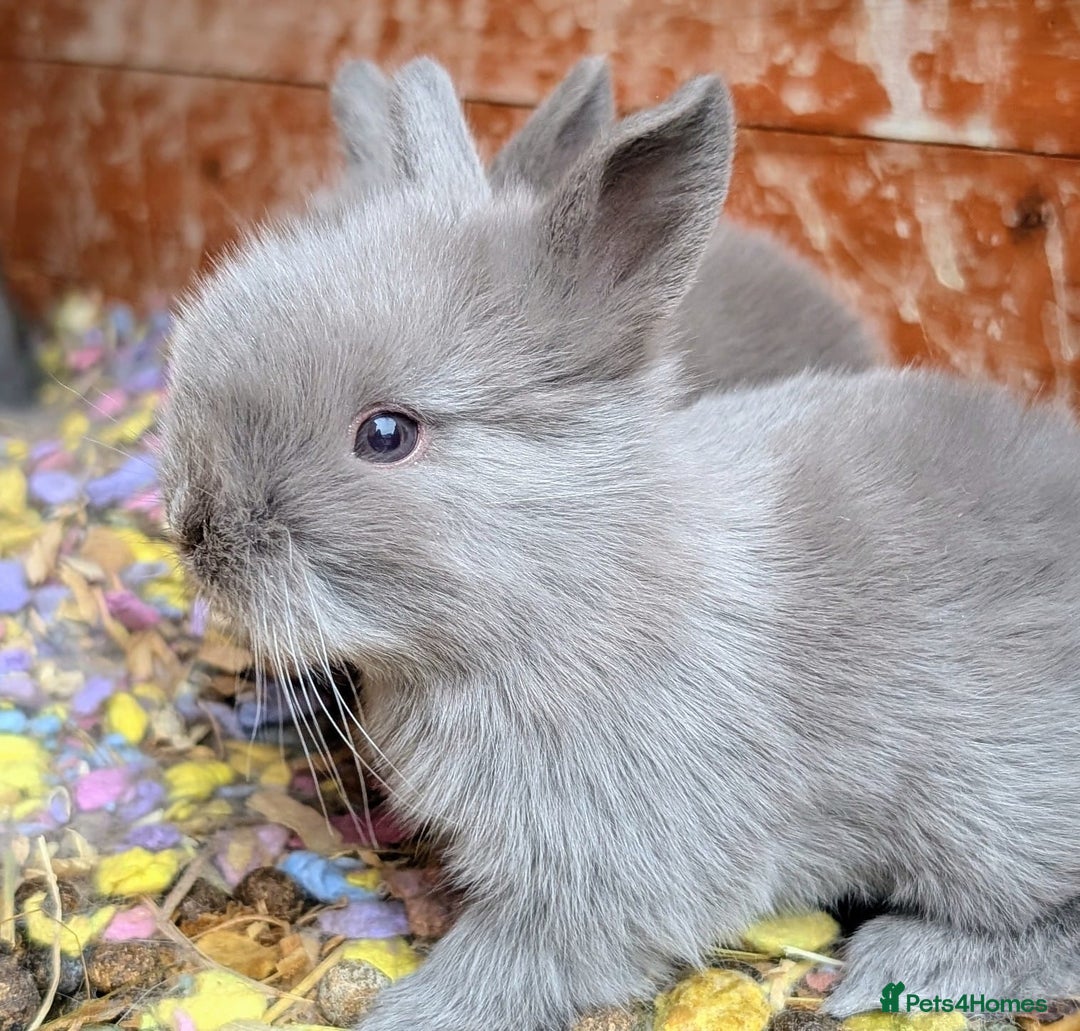 Lionhead rabbits for sale: Lion head baby's  - Image 1