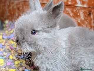 Lionhead rabbits - Advert 2