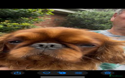 King Charles Spaniel dogs for sale: King Charles Spaniel - Image 3