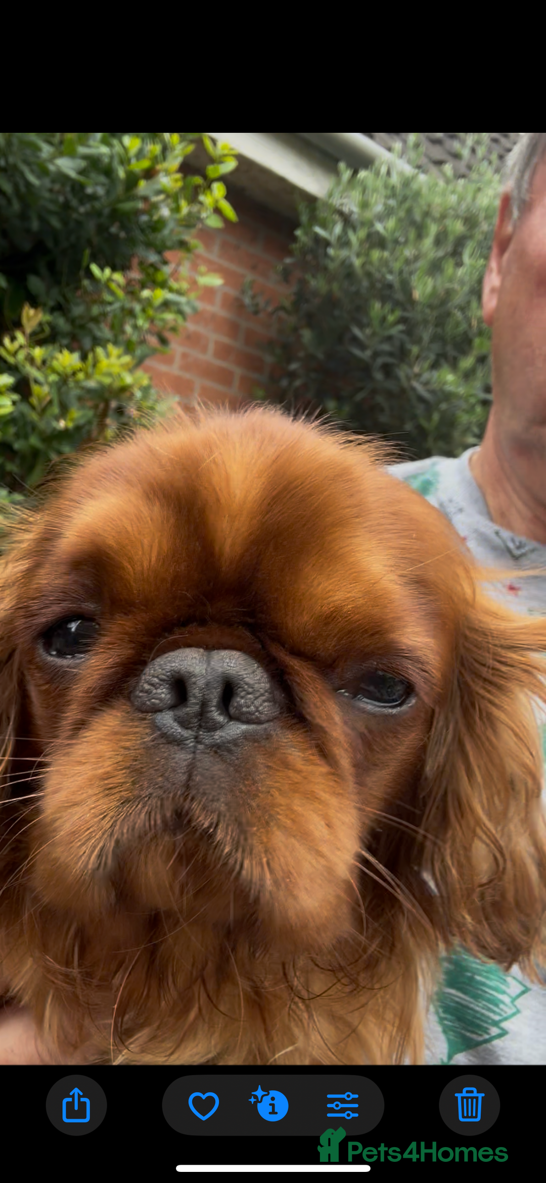 King Charles Spaniel dogs for sale: King Charles Spaniel - Image 3