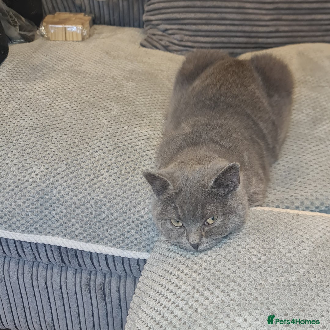 Scottish Fold cats for sale: Scottish Folds  4 Male 1 Female - Advert 17