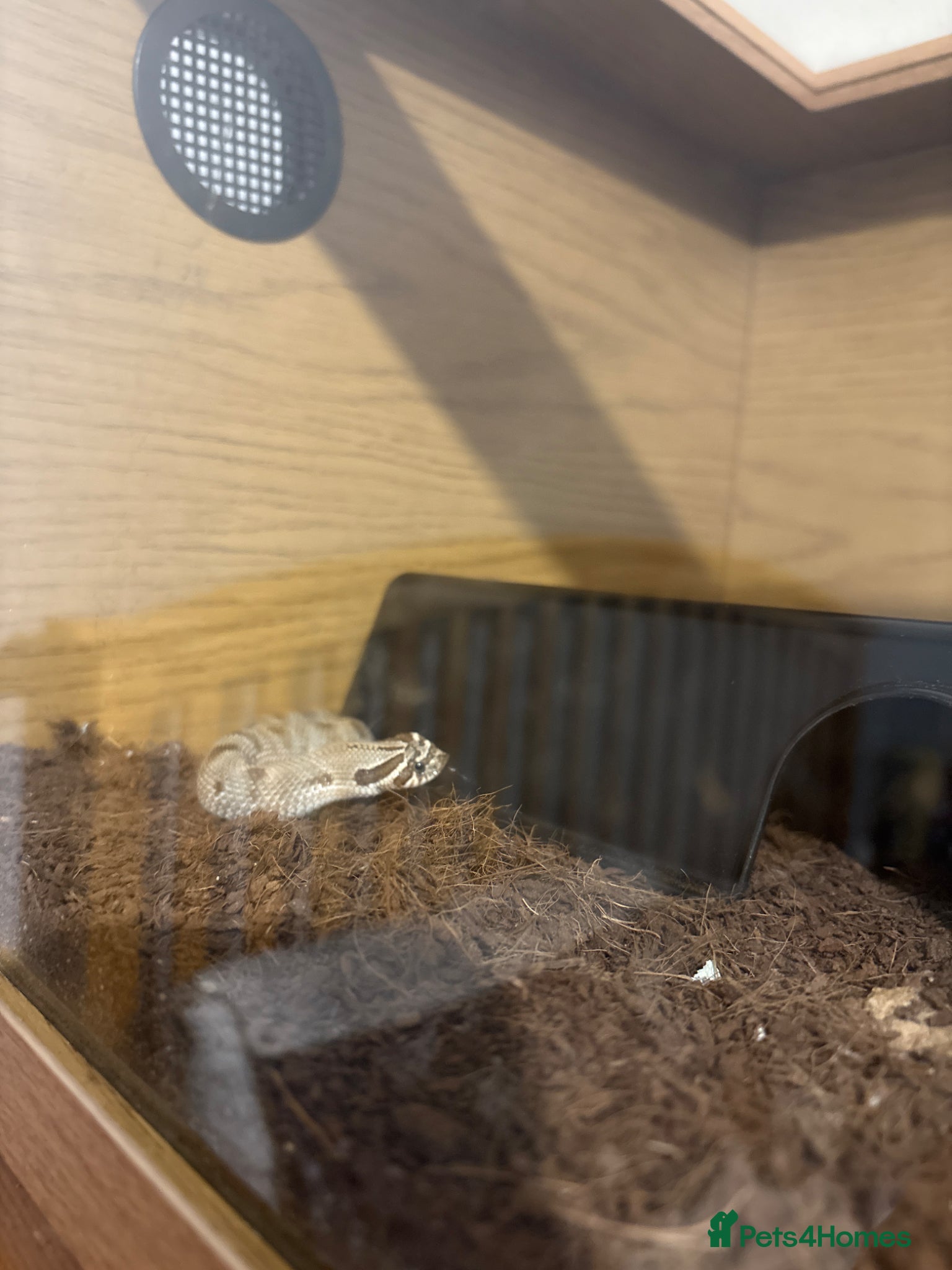 Snake reptiles Caramel hognose snake  - Advert 1