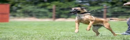 Belgian Shepherd Dog dogs for sale: KC registered Malinios bitch  - Advert 6