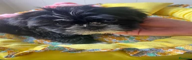 Shih Tzu (Red collar)