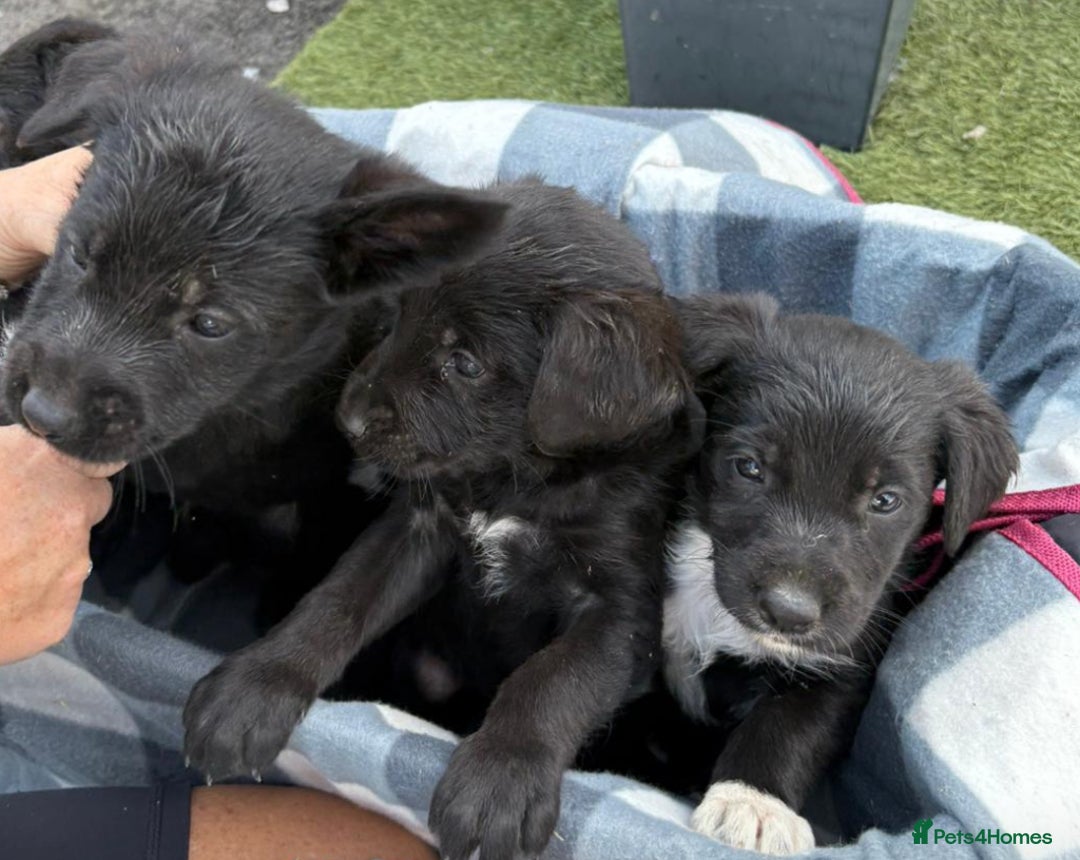 Sprocker dogs for sale: Sprockers  - Image 2