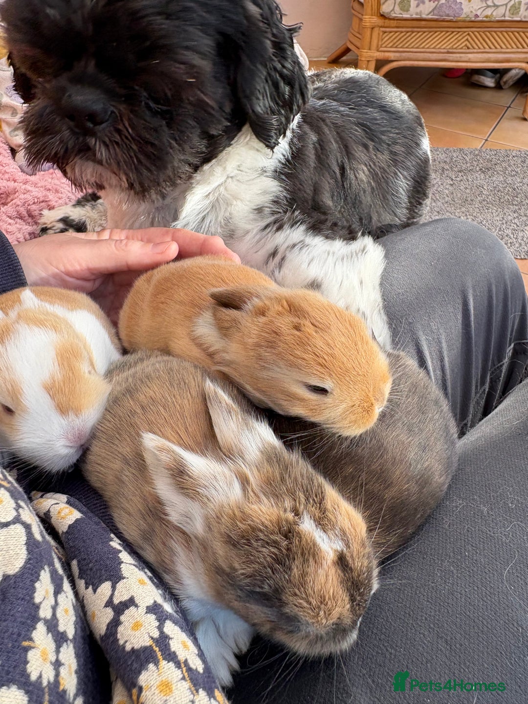 Mini Lop rabbits for sale: Indoor raised Mini lops and lion lops   - Image 10