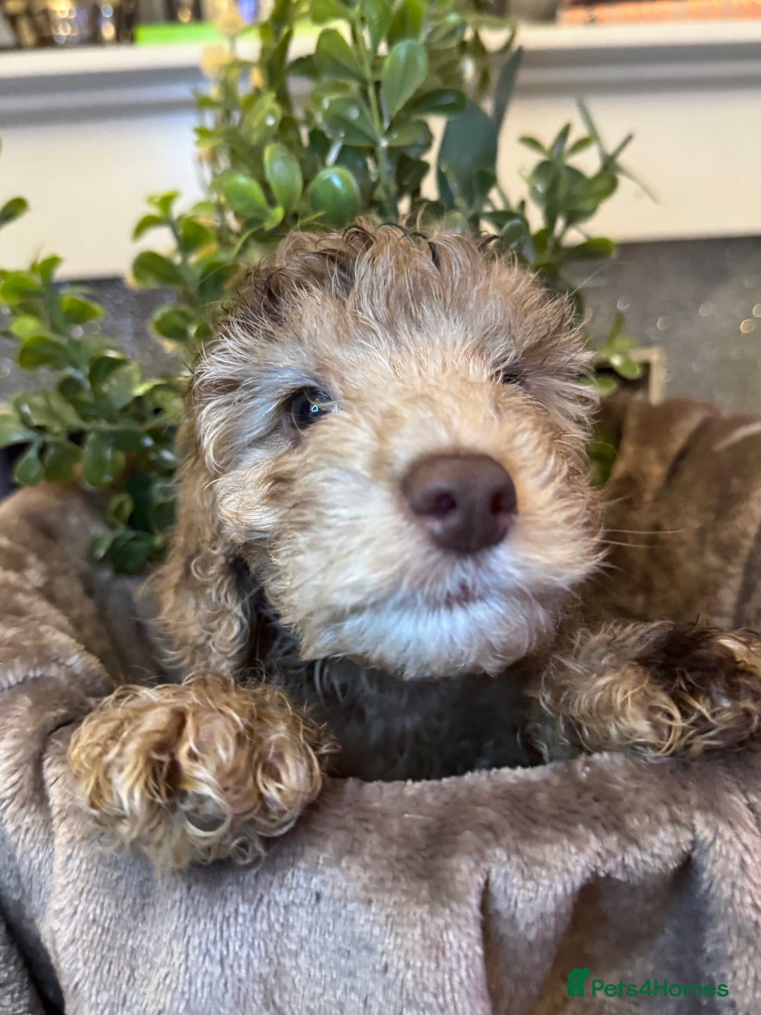 Cockapoo dogs for sale: Miniature Cockapoo Multi Generation  in Darwen - Image 14
