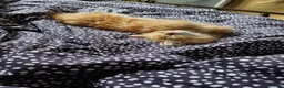 Mixed Breed cats for sale: 🌟 One Tabby Persian cross Maine coin kitten 🌟 - Advert 4