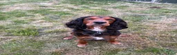 Mixed Breed dogs for stud: Proven Sprocker Spaniel For Stud - Advert 5