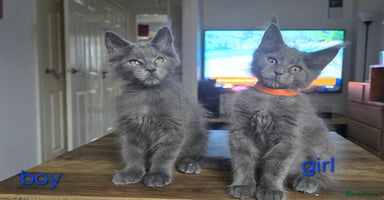 Maine Coon cats - Advert 10