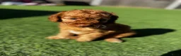 Cavapoo dogs for sale: Beautiful Red F1b Cavapoo - Viewings now welcome - Advert 16