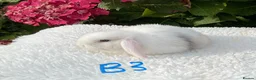 Mini Lop rabbits for sale: Pure bred mini lops baby rabbits . - Advert 8