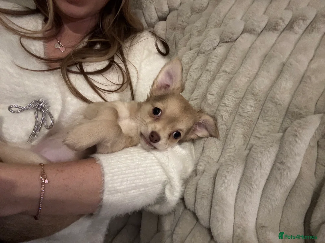 Chihuahua dogs for sale: Fluffy chihuahua girl 8 weeks old  - Advert 6