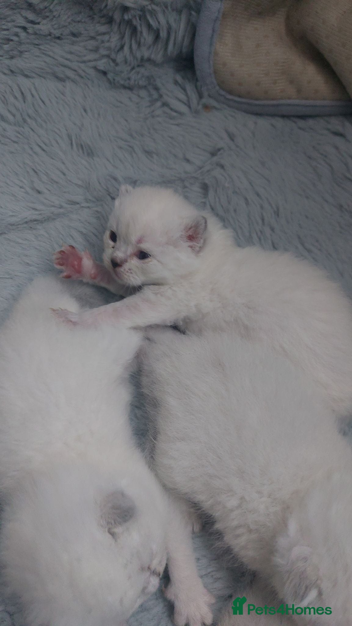 British Shorthair cats KITTEN BRITISH-SHORTHAIR! -4 Adorable Girl Kittens - Advert 1