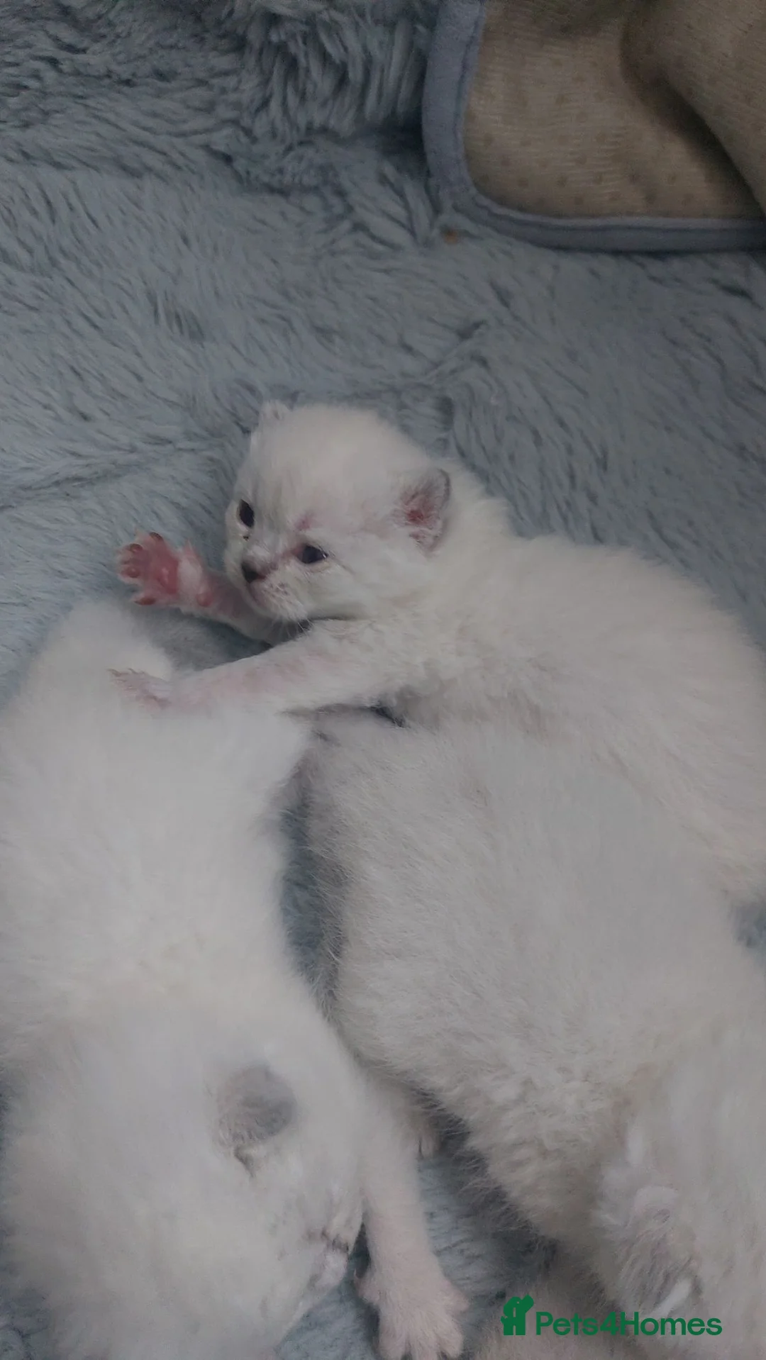 British Shorthair cats for sale: KITTEN BRITISH-SHORTHAIR! -4 Adorable Girl Kittens in London - Advert 1