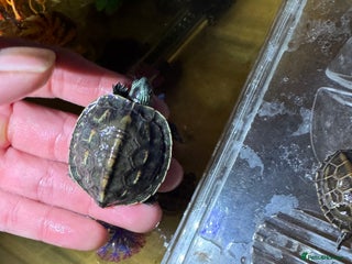 Turtle reptiles Turtles - Advert 13