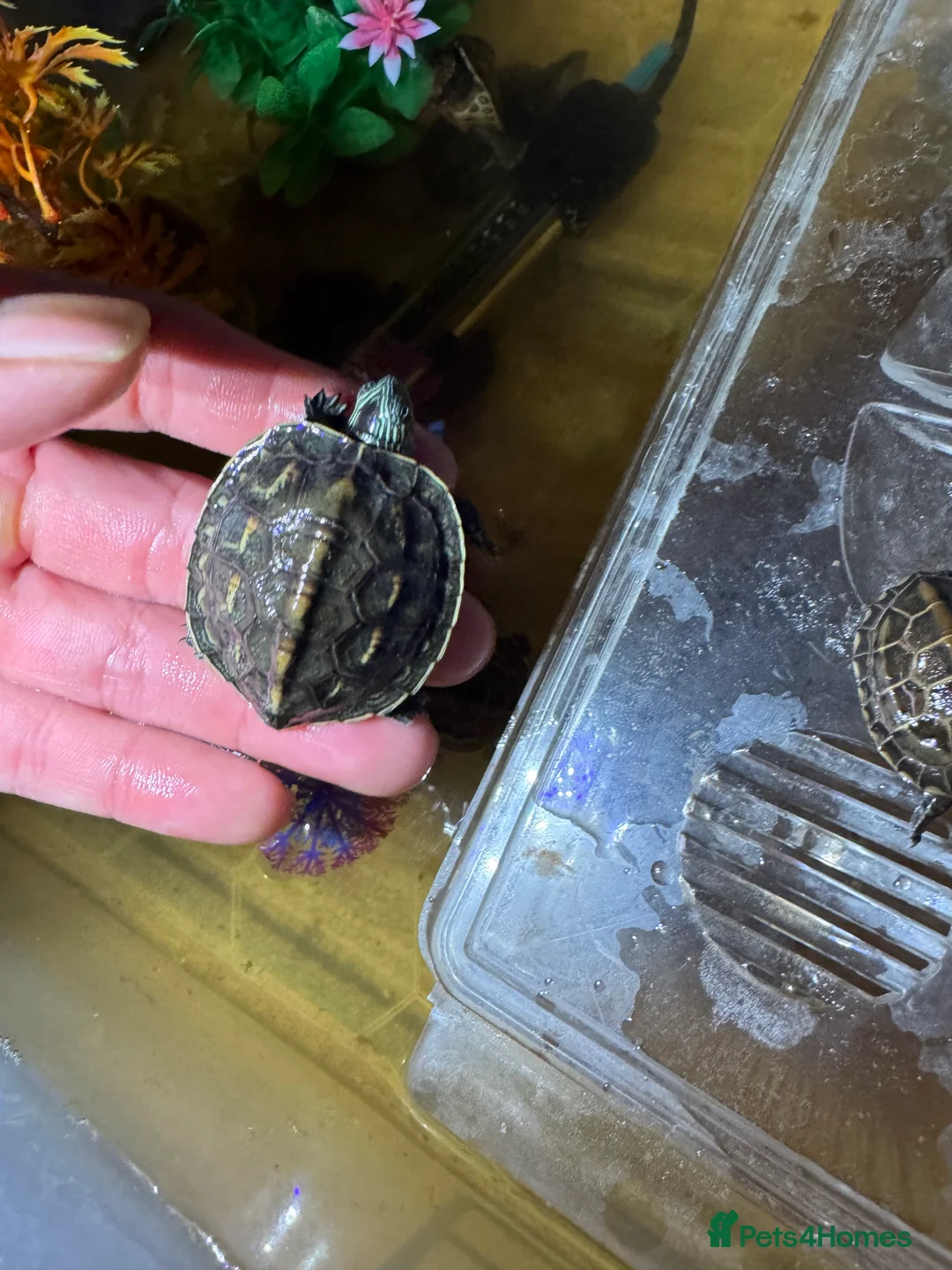 Turtle reptiles for sale: Turtles  - Advert 1