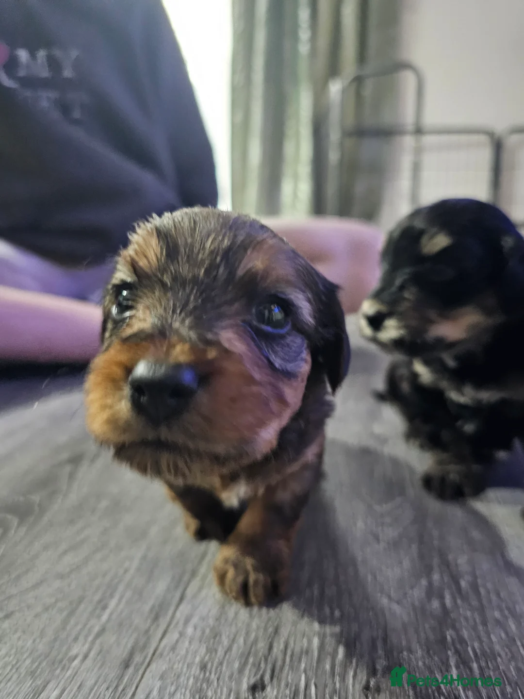 Mixed Breed dogs for sale:  **  Toy yorkipoo  - Advert 6