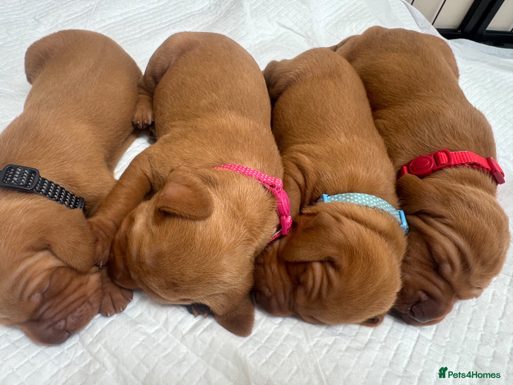 Hungarian Vizsla dogs Male/female - Advert 1