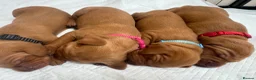 Hungarian Vizsla dogs for sale: Male/female - Advert 1