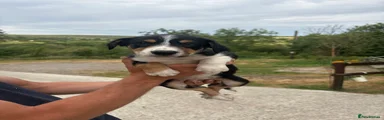 Border Collie 4 red collar