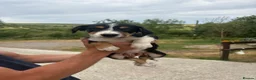 Border Collie dogs for sale: Working tri coloured collie pups - Advert 6