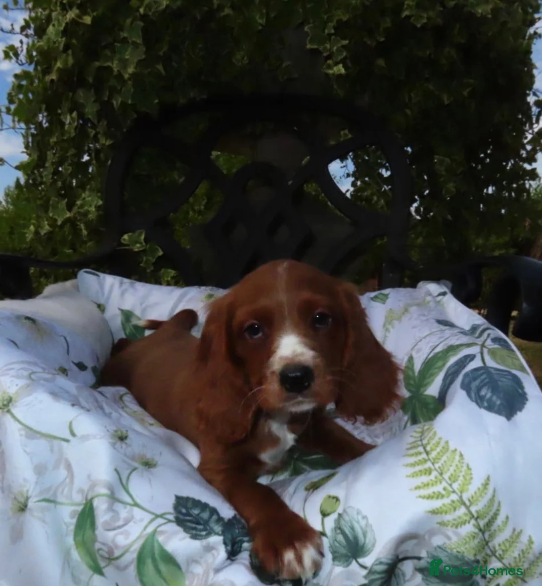 Cockalier dogs for sale: Ruby red cockalier puppies  - Advert 2