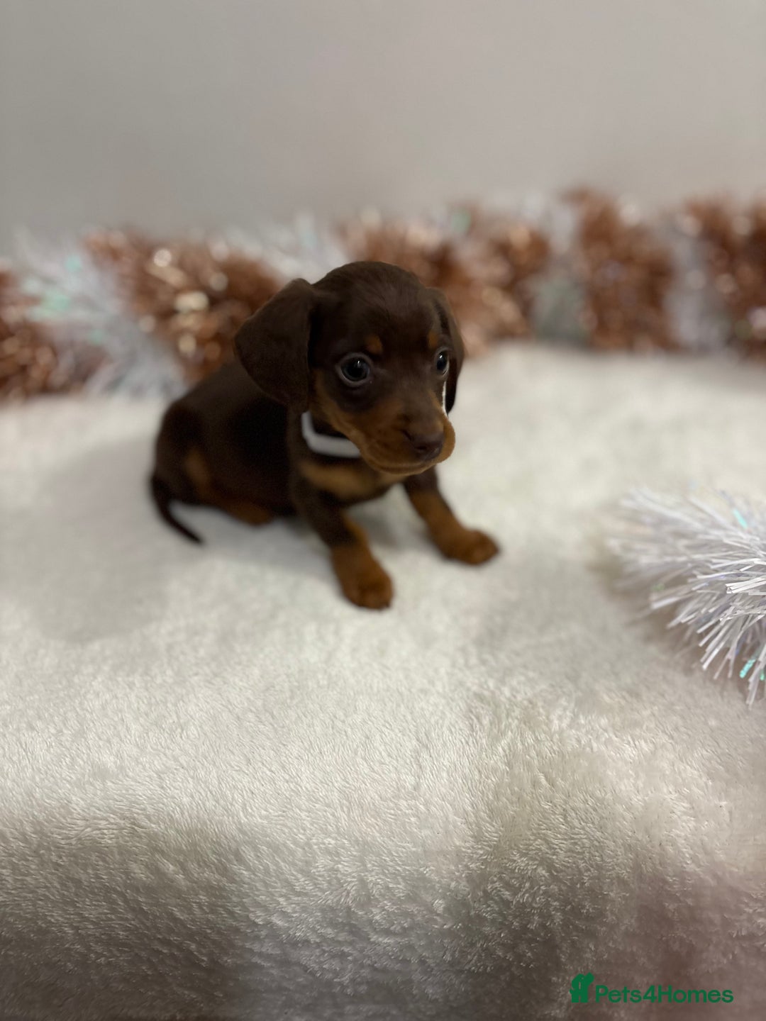 Miniature Dachshund dogs for sale: Miniature Dachshund Pups  - Advert 12