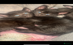 Sphynx cats for sale: Lovely Sphynx cross  - Image 19