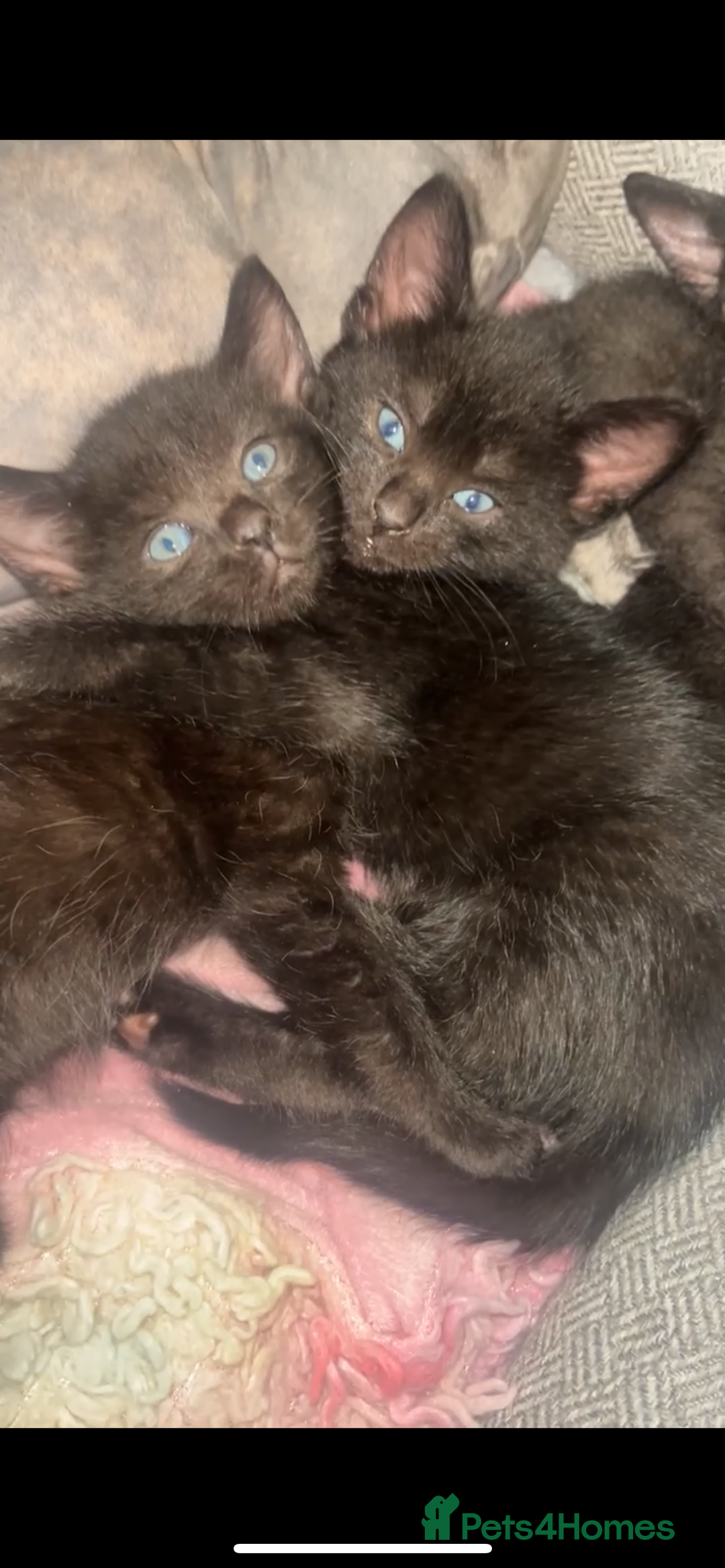 Sphynx cats for sale: Lovely Sphynx cross  - Image 19
