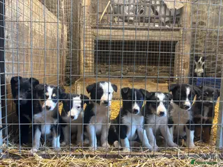 Border Collie dogs Stunning border collies - Advert 5