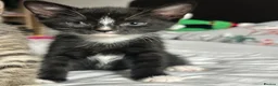 Mixed Breed cats for sale: Adorable kittens for sale - Advert 6