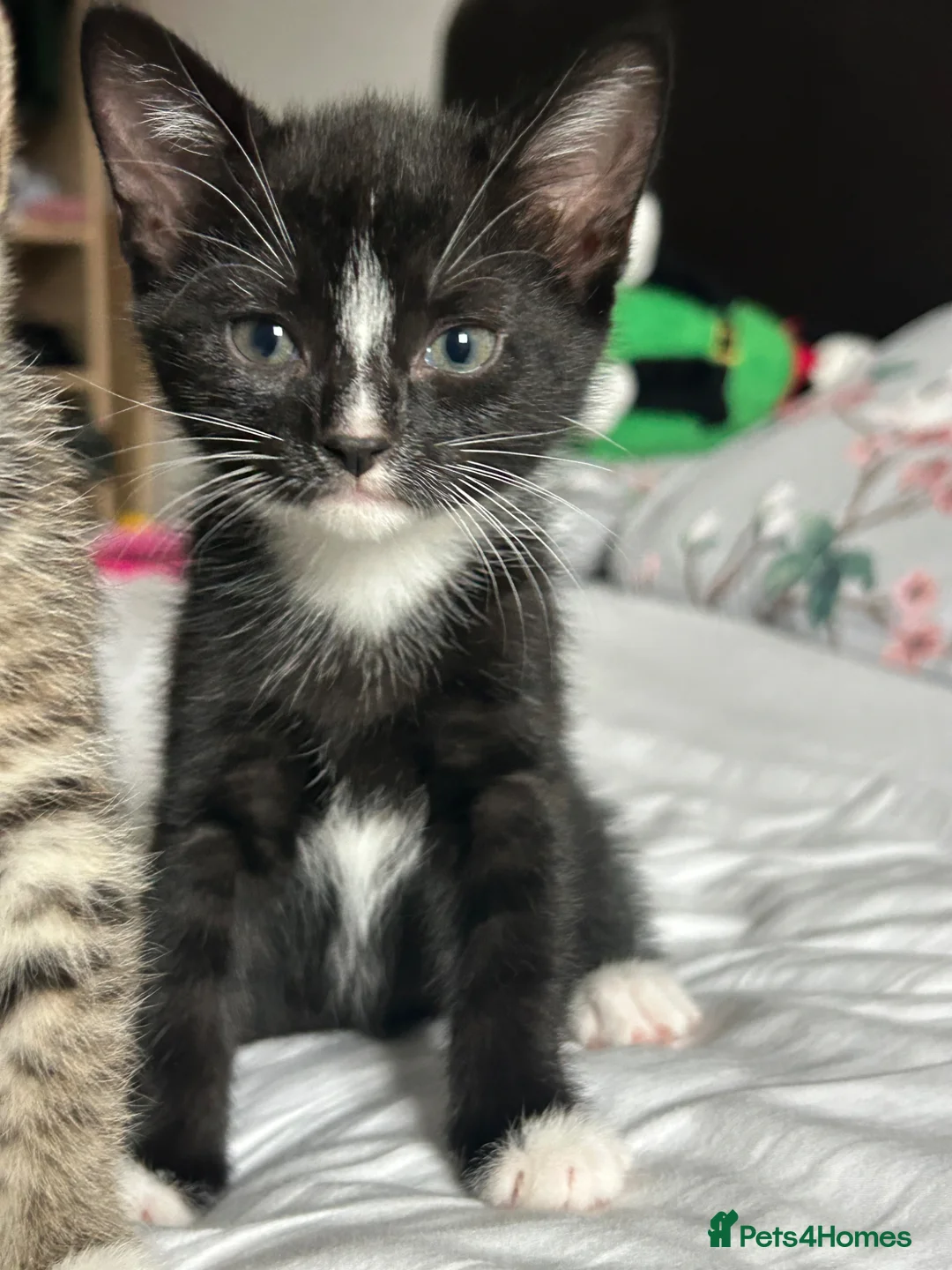 Mixed Breed cats for sale: Adorable kittens for sale - Advert 6
