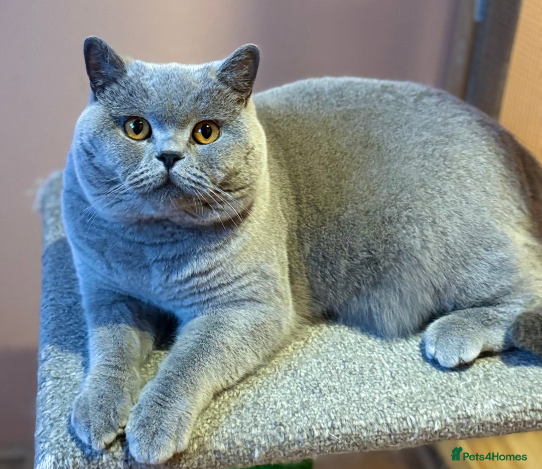 British Shorthair cats for stud: Stunning Import BSH Boy,GCCF&TICA active-for stud! in Mansfield - Advert 4