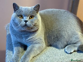 British Shorthair cats in Mansfield - Advert 21