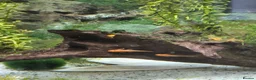 Plecos fish for sale:  breeding pair of super red bristlenose plecos  - Advert 4
