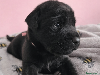 Labrador Retriever dogs Exceptional Labrador Retriever Puppies - Advert 3