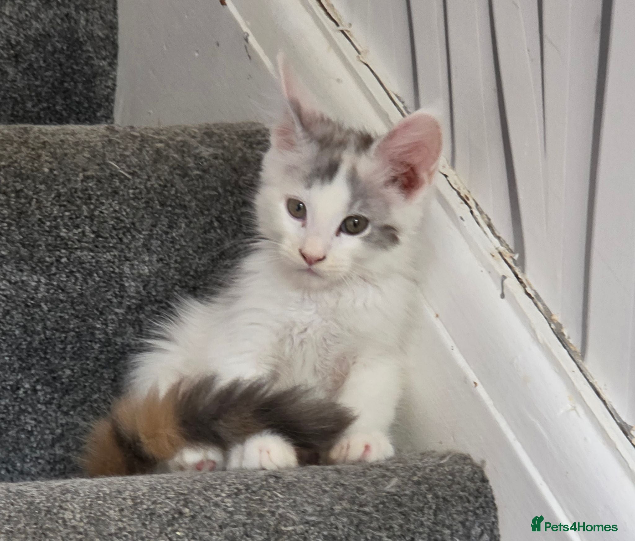 Maine Coon cats TICA REGISTERED STUNNING KITTENS  - Advert 4