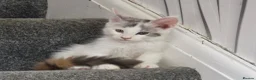 Maine Coon cats for sale: TICA REGISTERED STUNNING KITTENS  - Advert 10