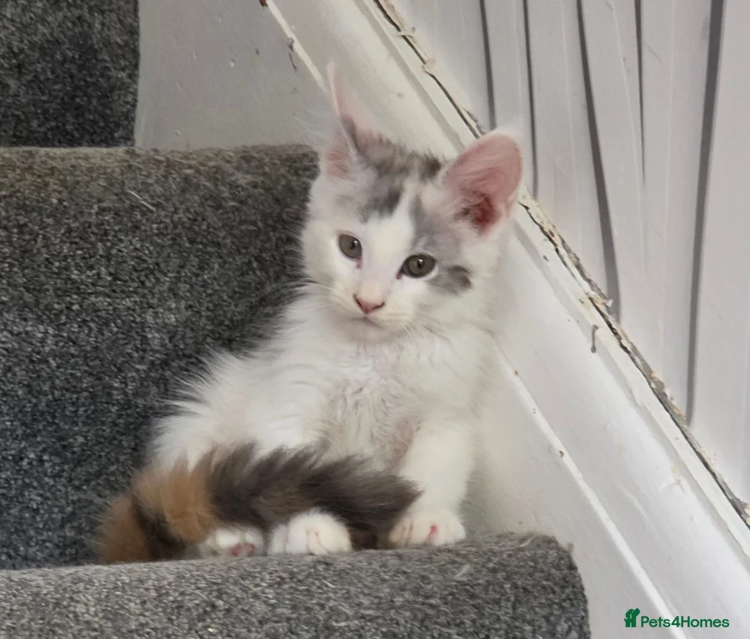 Maine Coon cats for sale: TICA REGISTERED STUNNING KITTENS  - Advert 1