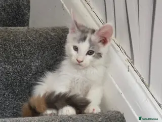 Maine Coon cats TICA REGISTERED STUNNING KITTENS - Advert 5